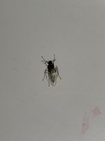 IMG_2787.jpeg