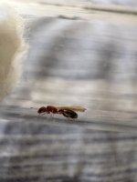 IMG_2273.jpeg