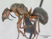 300px-Formica_pratensis_casent0173141_profile_1.jpg