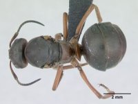 300px-Formica_pratensis_casent0173141_dorsal_1.jpg