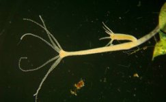 Hydra 1.jpeg Hydra 1.jpeg