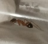 IMG_20250718_234109.jpg