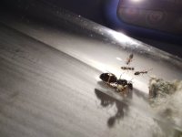 IMG_20250720_172653.jpg