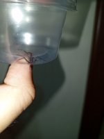 IMG_20250720_212910_132.jpg