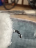 IMG_7656.jpeg