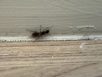 IMG_7302.jpeg