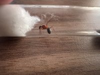IMG_9092.jpeg
