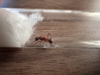 IMG_9091.jpeg