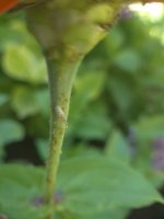 IMG-20250721-WA0014.jpg