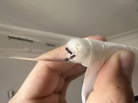IMG_9083.jpeg