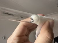 IMG_9082.jpeg