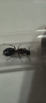 IMG_20250721_205450.jpg