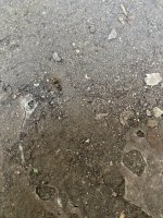 IMG_8184.jpeg