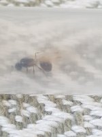 17531676251503631593738371937457.jpg
