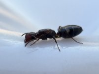 IMG_9021.jpeg