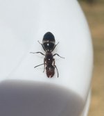 IMG_9026.jpeg
