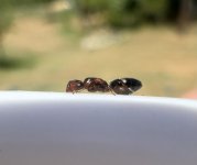 IMG_9025.jpeg