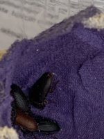 IMG_0586.jpeg