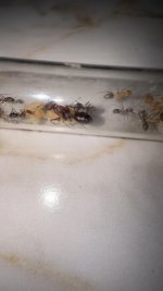 IMG_1825.jpeg