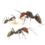 Camponotus-singularis-Shop-Hauptbild.jpg