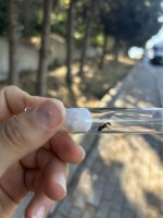 IMG_2376.jpeg