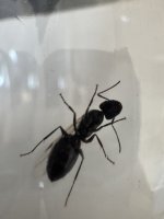 IMG_0243.jpeg