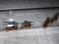 IMG_2355.jpeg