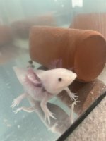 IMG_6642.jpeg