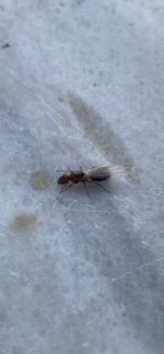 IMG_7763.jpeg