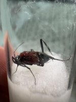 IMG_6023.jpeg