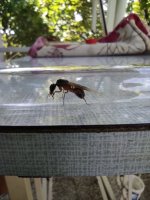 IMG_20250727_111228.jpg
