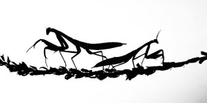 1000181053.jpg