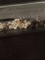 IMG_1334.jpeg