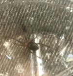 IMG_9747.jpeg