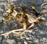 IMG_6108.jpeg