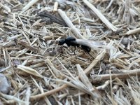 IMG_8635.jpeg