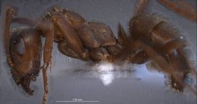450px-Formica_anatolica_antweb1008386_p_4_high.jpg
