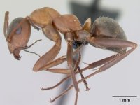 300px-Formica_lusatica_casent0173858_profile_1.jpg