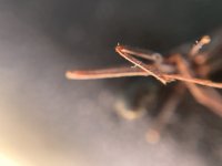 IMG_7593.jpeg