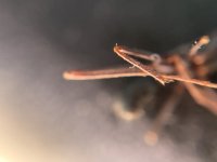 IMG_7594.jpeg