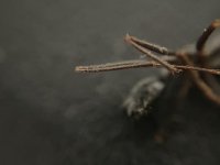 IMG_7596.jpeg