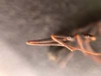 IMG_7599.jpeg