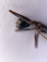 IMG_7616.jpeg