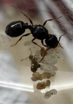 IMG_2717.jpeg