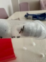 Pheidole Kraliçesi2.jpeg