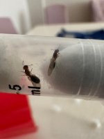 Pheidole Kraliçesi.jpeg