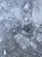 IMG_9521.jpeg