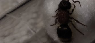 IMG_20250805_174115.jpg