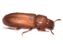 un-biti.png