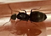 IMG_6198.jpeg